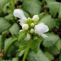 Lamium maculatum 'White Nancy'